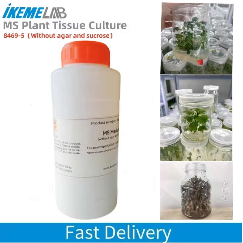 IKEME 한천 및 설탕이 없는 실험실 MS 배지, 식 - Agar Tissue Culture 리뷰 및 가격